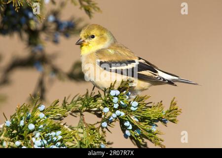 American Goldfinch (Carduelis tristis) adulte mâle, plumage d'hiver, perchée sur du cèdre rouge (U.) S. A. hiver Banque D'Images