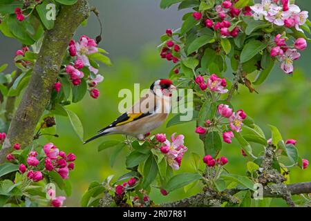 Européen Goldfinch (Carduelis carduelis) adulte, perchée à Crabapple (Malus sp.) Arbre avec fleur, Shropshire, Angleterre, Royaume-Uni Banque D'Images