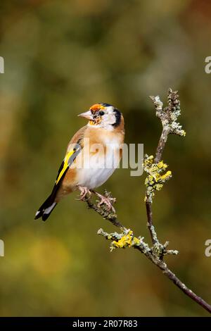 Le jeune égorfiste européen (Carduelis carduelis) mue en plumage adulte et s'assoit sur une branche, Warwickshire, Angleterre, Royaume-Uni Banque D'Images