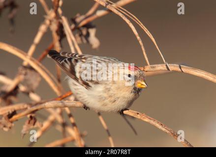 Hornemann's Arctic Redpoll (Carduelis hornemanni hornemanni) immature, premier plumage hivernal, se nourrissant de gousses de graines sur la plage, Aldeburgh, Suffolk Banque D'Images