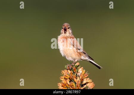 Acanthis cannabina, linnet, Blood linnet, linnets (Carduelis cannabina), oiseaux chanteurs, Animaux, oiseaux, finches, mâle adulte de l'Eurasie Linnet, été Banque D'Images