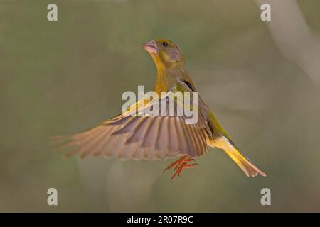 Greenfinch, verdfinches européennes (Carduelis chloris), oiseaux chanteurs, animaux, oiseaux, finches, Greenfinch adulte mâle, en vol, en vol stationnaire, Espagne Banque D'Images