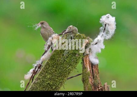 Européenne verdfinch (Carduelis chloris) adulte femelle, collectant des matériaux de nidification, laine capturée sur une clôture barbelée, Borders, Écosse, Spring Banque D'Images