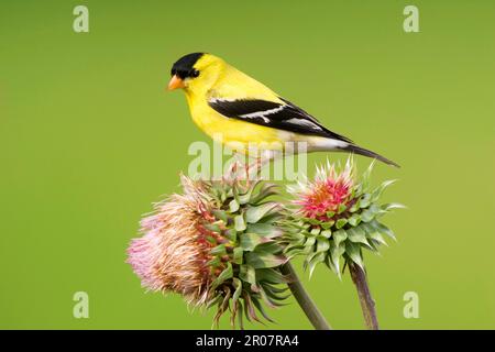 American Goldfinch (Carduelis tristis) adulte mâle, plumage reproductrice, perchée sur le chardon (U.) S. A. Banque D'Images