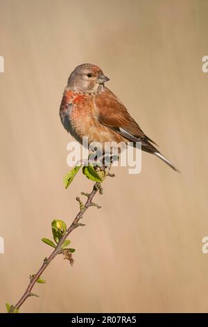 Acanthis cannabina, Blood linnet, linnet, linnets (Carduelis cannabina), oiseaux chanteurs, Animaux, oiseaux, finches, mâle adulte de l'Eurasie linnet, été Banque D'Images