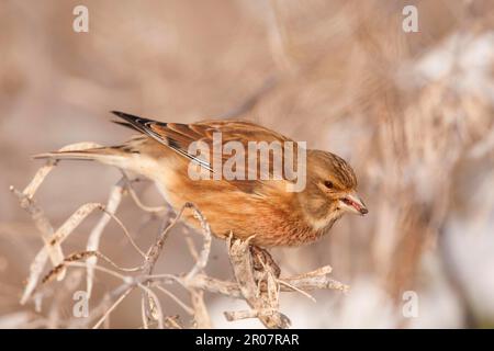 Acanthis cannabina, Linnet, Linnet, Linnets (Carduelis cannabina), oiseaux chanteurs, Animaux, oiseaux, Finches, mâle adulte de l'Eurasie Linnet, se nourrissant de graines dans Banque D'Images