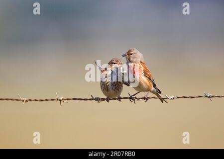 Filet eurasien (Carduelis cannabina) adulte mâle, nourrissant la poussette mendiant, perchée sur une clôture barbelée, Cornwall, Angleterre, Royaume-Uni Banque D'Images