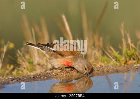 Acanthis cannabina, Blood linnet, linnet, Blood linnets (Carduelis cannabina), linnets, oiseaux chanteurs, animaux, oiseaux, Finches, filet eurasien adulte Banque D'Images