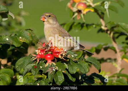 Verdfinch européen (Carduelis chloris), femelle adulte, se nourrissant sur les hanches de la rose rugosa (Rosa rugosa) dans le jardin, Angleterre, Royaume-Uni Banque D'Images