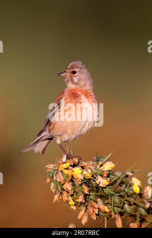 Acanthis cannabina, Blood linnet, linnet, linnets (Carduelis cannabina), oiseaux chanteurs, Animaux, oiseaux, finches, mâle adulte de l'Eurasie Linnet, été Banque D'Images