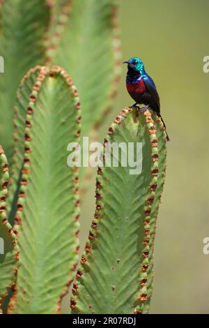 Cinnyris erythrocercus, Sunbird ornemental, Sunbirds ornamental, Nectar ornamental, Nectar Birds, Oiseaux chanteurs, animaux, oiseaux, à chêtes rouge Banque D'Images