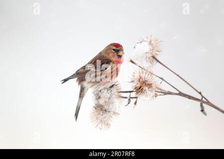 Moins petit redpoll (Carduelis cabaret), homme adulte, se nourrissant de graines de ragwort de terriers dans la neige, Warwickshire, Angleterre, Royaume-Uni Banque D'Images