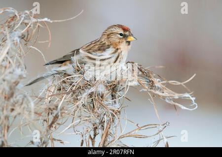 Petit Redpoll (Carduelis cabaret) femelle adulte, premier plumage d'hiver, se nourrissant de graines provenant de la tête de semis de willowherb dans la neige, île de Shepey, Kent Banque D'Images