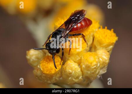 Cuckoo Bee, Cuckoo Bees, Bee, abeilles, autres animaux, Insectes, animaux, Cuckoo Bee (Sphecodes alternatus) adulte femelle, nourrissant la fleur éternelle Banque D'Images