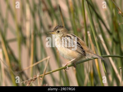 Zitting cisticola (Cisticola joncidis), oiseaux chanteurs, animaux, oiseaux, zitting Cisticola juvénile, Perchée au milieu des roseaux de terres humides, Extramadura, Espagne Banque D'Images