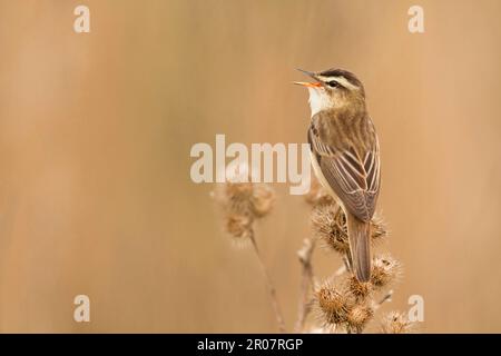 Paruline de perruque (Acrocephalus schoenobaenus), oiseaux chanteurs, animaux, oiseaux, Paruline de perruque adulte, Chant, perchée sur la tête de semis du terrier à Reedbed, Norfolk Banque D'Images