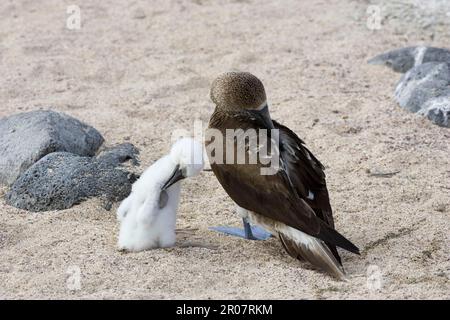 Boobby à pieds bleus (Sula Nebouxii) excia adulte avec jeunes préening, îles Galapagos Banque D'Images