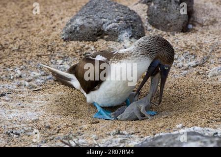 Boobby à pieds bleus (Sula Nebouxii) excia, nourrissant les jeunes îles Galapagos Banque D'Images