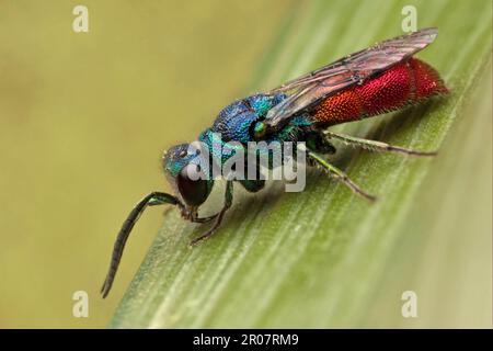 Guêpe dorée commune, guêpe dorée au feu, guêpes à queue rubis (Chrysis ignita), guêpes dorées au feu, autres animaux, insectes, animaux, Guêpe à queue de rubis adulte Banque D'Images