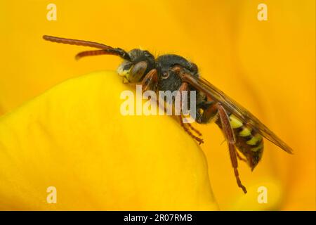 Cuckoo Bee, Cuckoo Bees, Bee, abeilles, autres animaux, Insectes, animaux, abeille nomade (Nomada sp.) adulte, dormant avec mâchoires verrouillées sur pétale de fleur Banque D'Images