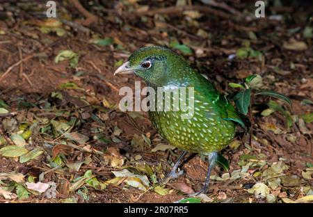 Green Catbird, green catbirds (Ailuroedus crassirostris), songbirds, animals, birds, Green Catbird On ground, close-up Lamington NP. Queensland Stock Photo