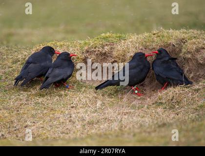 Chough à bec rouge (Pyrrhocorax pyrrhocorax) quatre adultes, à l'abri du vent derrière une dune de sable pendant la neige, Ardnave, Islay, Hebrides intérieures Banque D'Images