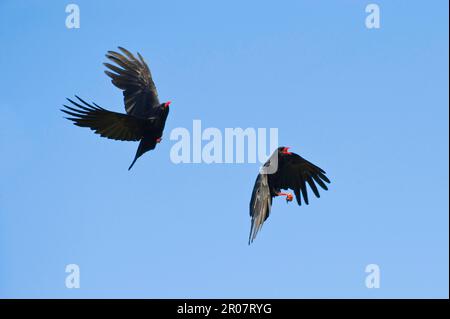 Corbeau alpin, corbeau alpin, chougs à bec rouge (Pyrrhocorax pyrrhocorax), corbeau, corvidés, oiseaux chanteurs, animaux, Oiseaux, Red-bec Chough deux adultes Banque D'Images