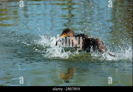 Bain de Cormorant à double craché (Phalacrocorax auritus), Floride (U.) S. A. Banque D'Images