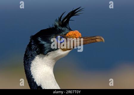 Imperial shag, King Cormorants (Phalacrocorax atriceps), cormorant, cormorants, rowing, animals, birds, Imperial Shag adult, breeding plumage, cl Stock Photo