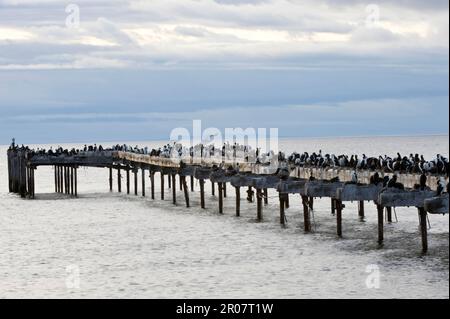 Colonie de scories impériales (Phalacrocorax atyceps) et de scories rocheuses (Phalacrocorax magellanicus), nichant sur la jetée, Punta Arenas, Sud Banque D'Images