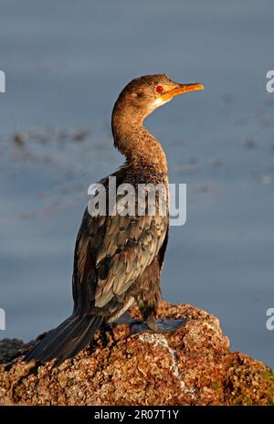 Cormorant à queue longue (Phalacrocorax africanus) immature, debout sur la roche au bord de l'eau, lac Awassa, Grande Vallée du Rift, Éthiopie Banque D'Images