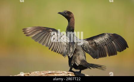 Pygmée Cormorant (Phalacrocorax pygmaeus) adulte, reproduisant le plumage, élevant les ailes au sec au soleil, Hortobagy N. P. Hongrie Banque D'Images