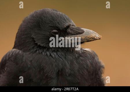 Corvus corone (Corvus corone), corbeau, corvidés, oiseaux chanteurs, animaux, Oiseaux, Caron Crow adulte, gros plan de la tête, Norfolk, Angleterre, Royaume-Uni Banque D'Images