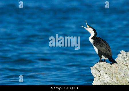 Cormorant de pied (Phalacrocorax varius) adulte, appelant, debout sur les rochers côtiers, Kaikoura, Île du Sud, Nouvelle-Zélande Banque D'Images