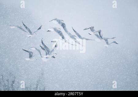 Le goéland à tête noire adulte (Larus ridibundus), plumage hivernal, se manifeste pendant une tempête de neige, Derbyshire, Angleterre, Royaume-Uni Banque D'Images