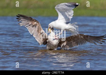 Grand goéland noir adulte (Larus argentatus) (Larus marinus), plumes reproductrices et Goéland argenté immature luttant sur l'eau, Suffolk Banque D'Images