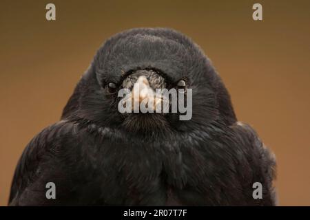 Corvus corone (Corvus corone), corbeau, corvidés, oiseaux chanteurs, animaux, Oiseaux, Caron Crow adulte, gros plan de la tête, Norfolk, Angleterre, Royaume-Uni Banque D'Images