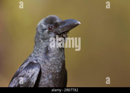 Corbeau à bec épais, corneilles à bec large (Corvus macrorhynchos), corvidés, oiseaux chanteurs, animaux, oiseaux, Jungle Crow adulte, gros plan de la tête, Kanha N. P. Banque D'Images