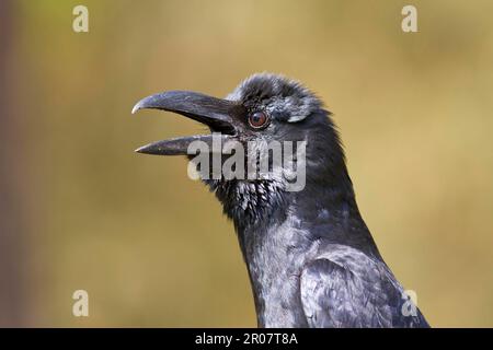 Corbeau à bec épais, corneilles à bec large (Corvus macrorhynchos), corvidés, oiseaux chanteurs, animaux, oiseaux, Jungle Crow adulte, appel, gros plan de la tête, Kanha Banque D'Images