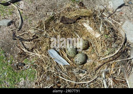 Goéland dominicain, goélands de varech (Larus dominicanus), Goélands, animaux, oiseaux, Goéland de Kelp trois oeufs en nid, rivage de l'étang de Shedder, île de la carcasse, Ouest Banque D'Images