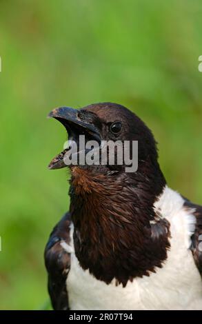 Nied Crow (Corvus albus), appel adulte, gros plan de la tête et du cou, Etosha, Namibie Banque D'Images