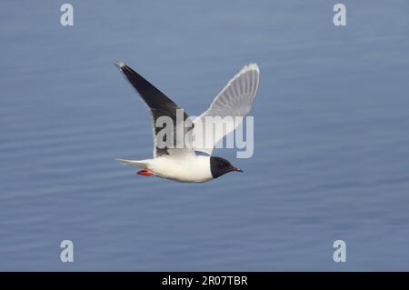 Hydrocoloeus minutus, petit mouette à dos noir, petit mouettes à dos noir, goélands, animaux, Oiseaux, petit Goéland (Larus minutus) adulte, plumage d'été Banque D'Images