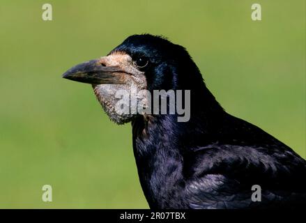 Rok, freux (Corvus frugilegus), corbeau, corvidés, oiseaux chanteurs, animaux, oiseaux, rook adulte, gros plan de la tête, pleine récolte, Norfolk, Angleterre, Royaume-Uni Banque D'Images