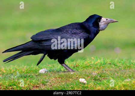 Rok, freux (Corvus frugilegus), corbeau, corvidés, oiseaux chanteurs, Animaux, oiseaux, Rok adulte debout avec pleine culture, Norfolk, Angleterre, Royaume-Uni Banque D'Images