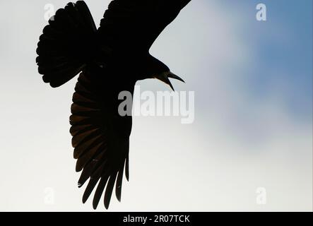 Rook (Corvus frugilegus) adulte, appelant, en vol, silhouette, Oxfordshire, Angleterre, Royaume-Uni Banque D'Images