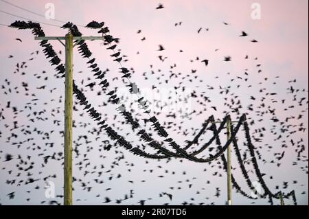 Rok, freux (Corvus frugilegus), corbeau, corvidés, oiseaux chanteurs, Les animaux, les oiseaux, les cottes se rassemblent, en vol et perchés sur des fils aériens, avant la rencontre des roots Banque D'Images