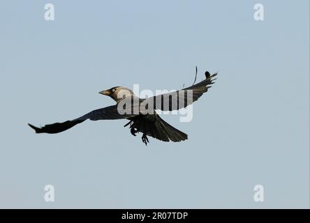 Jackdaw (Corvus monedula) adulte, en vol, Oxfordshire, Angleterre, Royaume-Uni Banque D'Images