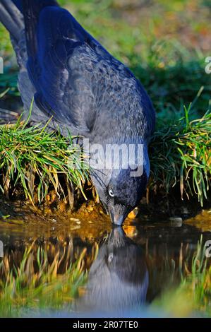 Jackdaw (Corvus monedula) adulte, boire de l'étang, Oxfordshire, Angleterre, Royaume-Uni Banque D'Images