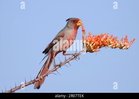 Pyrrhuloxia (Cardinalis sinuatus) adulte mâle, se nourrissant des fleurs d'ocotillo (U.) S. A. Banque D'Images