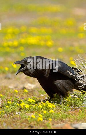 Corbeau commun (Corvus corax) adulte, appelant, debout au sol parmi les fleurs, Baja California, Mexique Banque D'Images